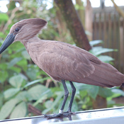 Hamerkop